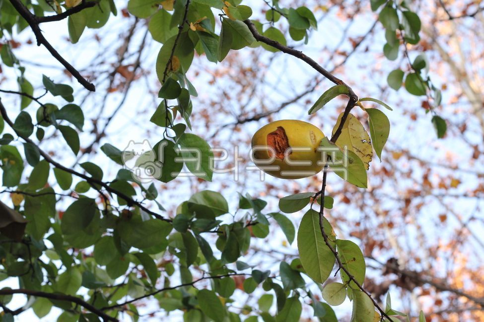 quince tree,Quince,fall,fruit,tree,autumn,leaf,food