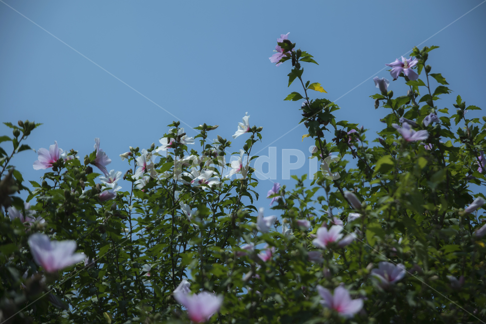 녹색,무궁화,하늘,흰색,잎,여름,식물,자연,plants,nature,꽃,flower