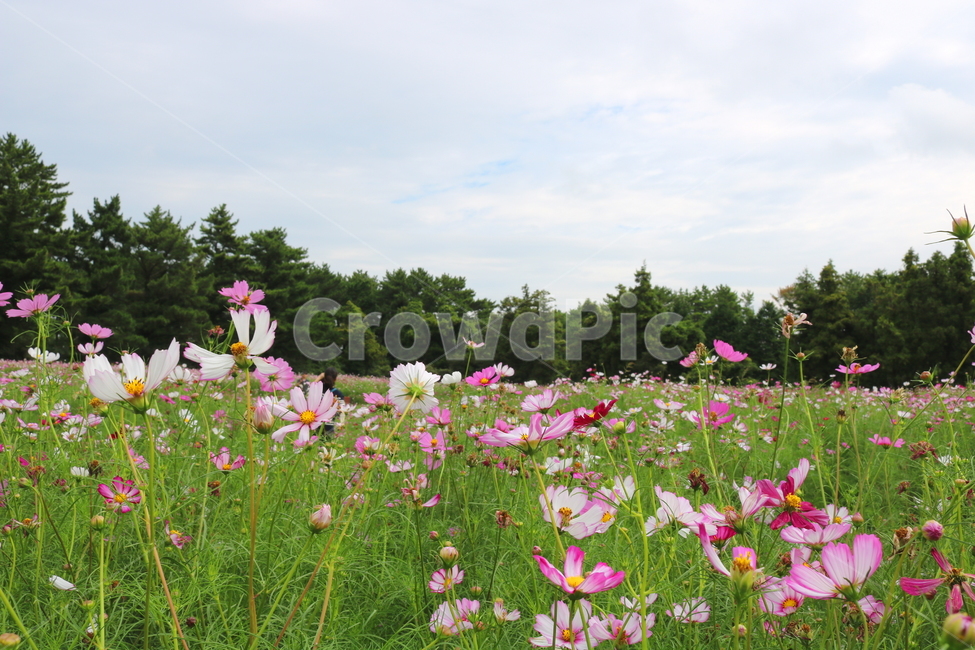 꽃,코스모스,코스모스꽃,식물,자연,풍경,국화과,가을,꽃밭,자연,풍경,nature,landscape,식물,plants,꽃,flower,grassland,목초지,field,들,outdoors,옥외,rural,농촌,farm,농장,meadow