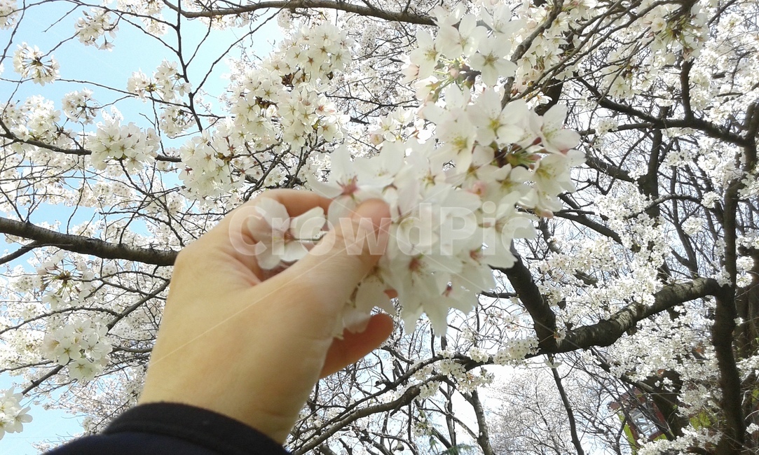 벚꽃,향기,봄날,봄,꽃