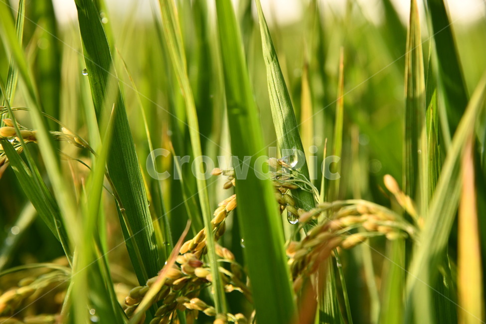 식물,벼,벼이삭,초목,녹색,가을,추수,농업,농사,agriculture,farming,farming industry