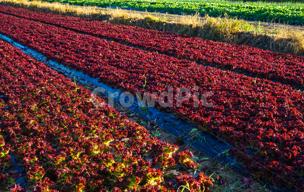 채소,채마밭,야채,밭,재배,식물,농사,농업,산업,industry,industrial,농업,농사,agriculture,farming,farming industry
