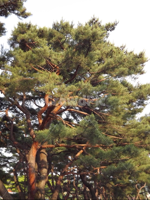 의림지,숲,소나무,나무,유원지,제천,식물,자연,plants,nature,나무,trees,wood