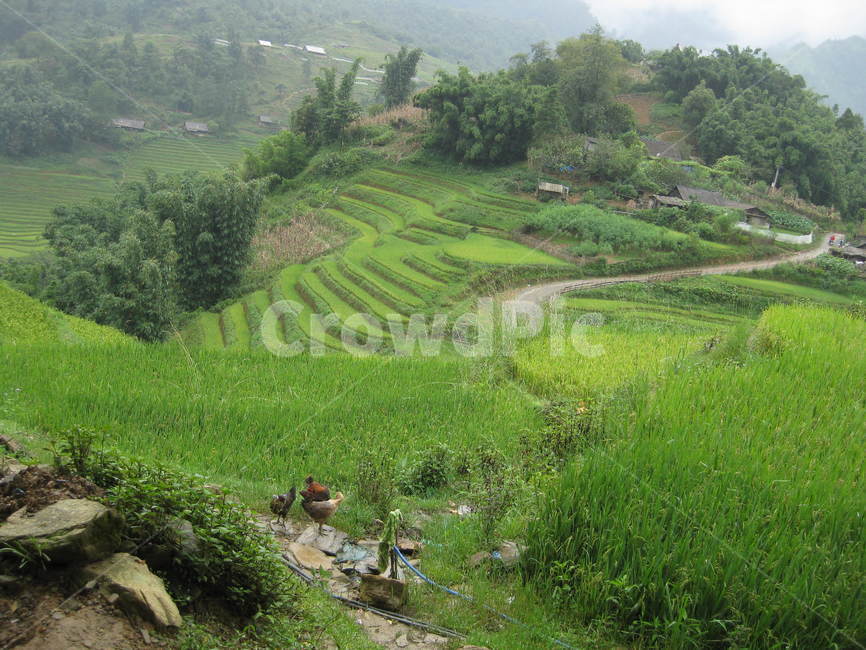 paddyfield,동남아,nature,자연,outdoors,옥외,grassland,목초지,field,들,countryside,시골,다랭이논