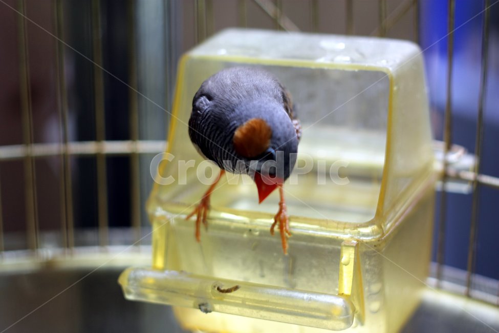 새,새장,버드,애완용새,애완용,동물,animal,조류,새,birds