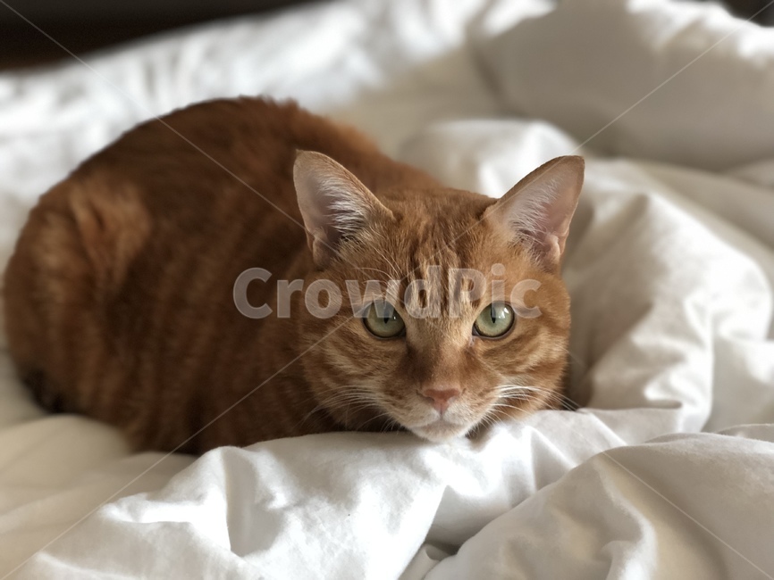고양이,코리안숏헤어,동물,애완동물,이불,포근한,동물,animal,포유류,mammal,고양이,cat,kitten,kitty