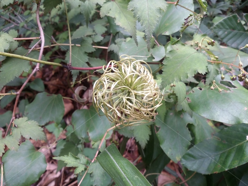 plant,식물,leaf,잎,자연,구성체,식물,자연,plants,nature