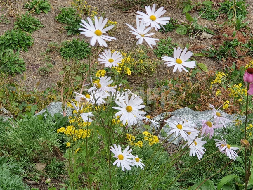 구절초,꽃,식물,자연,가을꽃,식물,자연,plants,nature,꽃,flower