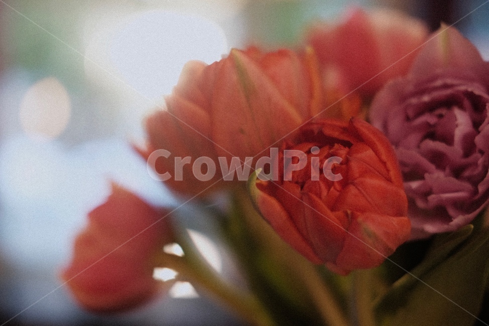 꽃,초록,감성사진,flowers,green,식물,자연,plants,nature,꽃,flower