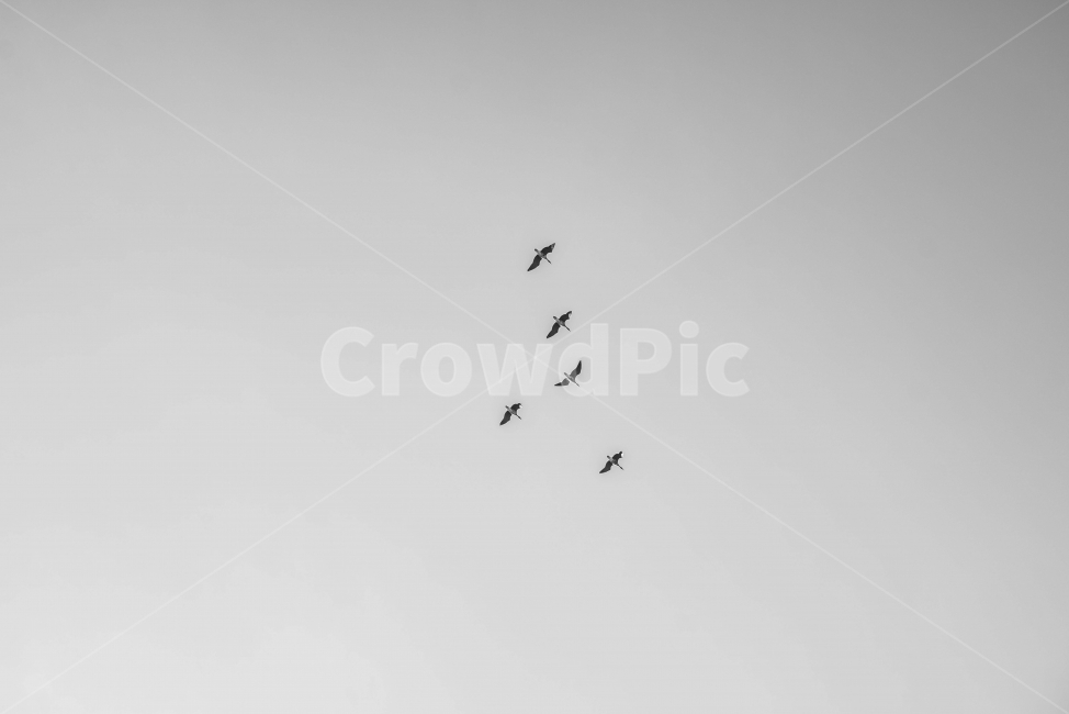 흑백,철새,새,감성,조류,동물,animal,조류,새,birds,흑백,모노톤,monochrome,black and white
