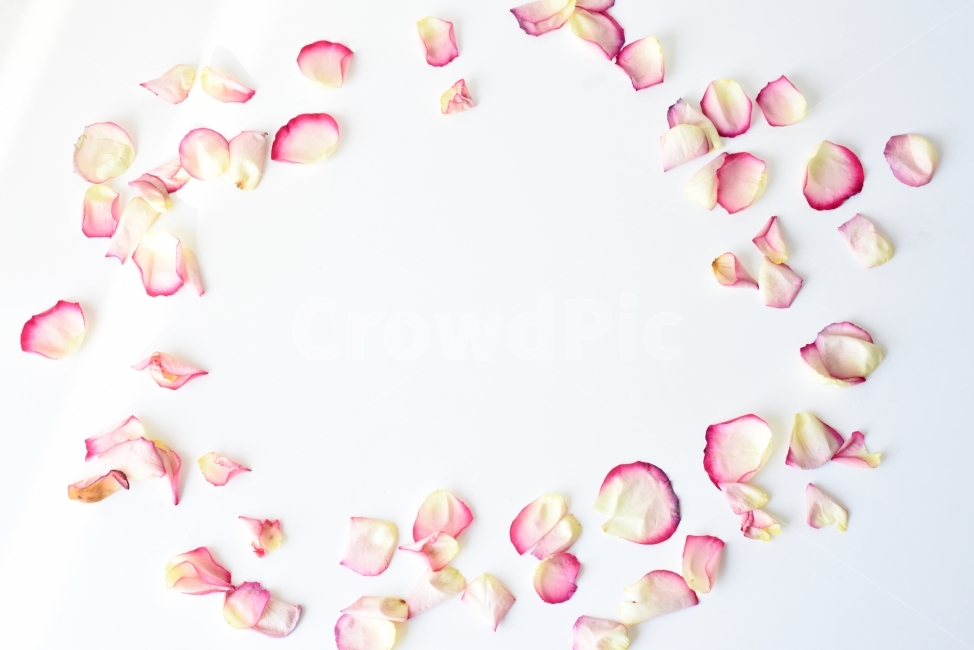 pink,Nukki,petal,background,rose,flower