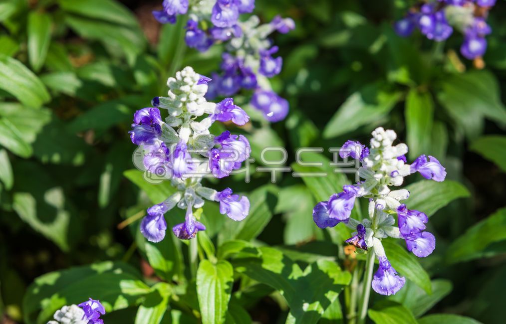 블루세이지,보라색,바이올렛블루,꽃잎,꽃,초록색,잎,관엽식물,꿀풀과,식물,자연,야외,꽃밭,화단,따뜻한,햇살,날씨,샐비어블루,샐비어,bluesage,mealycupsage,mealysage,salviafarinacea,purple,violetblue,petal,flower,green,leaf,lamiaceae,plant,nature,outdoor,flowergarden,flowerbed,warm,sunshine,weather,salviablue,salvia