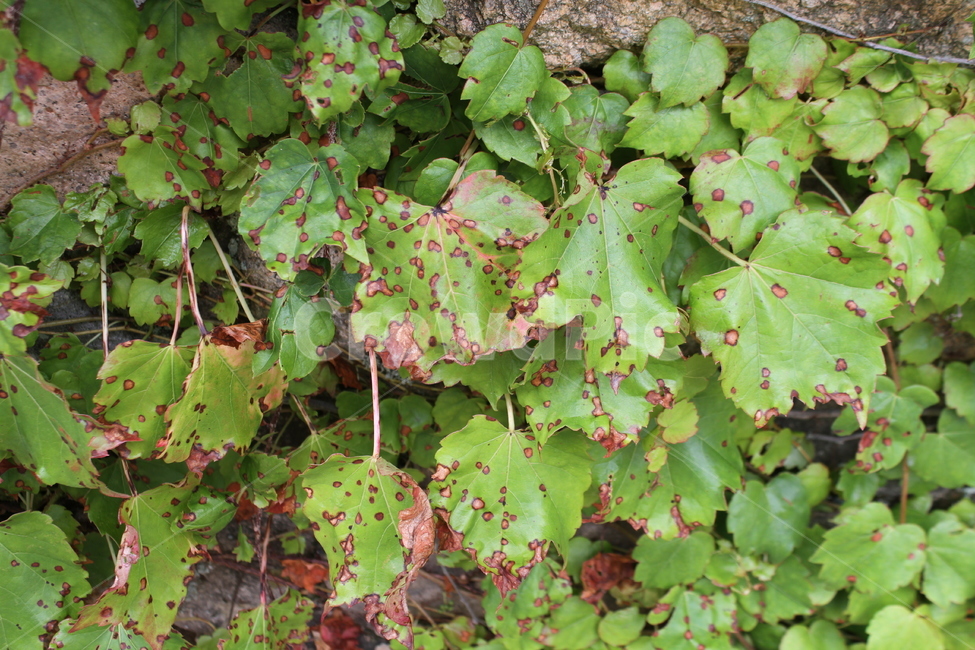담쟁이,식물,엽록소,능쿨,Ivy,Bostonivy,식물,자연,plants,nature