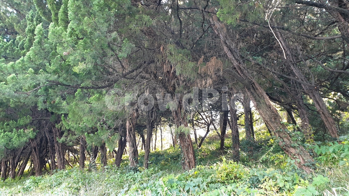 숲,나무,나무줄기,자연,식물,생태계,산책,풍경,트레킹,옥외,땅,작은숲,삼림지,초목,nature,landscape,wood,vegetation,woodland,treetrunk,tree,plant,land,grove,forest,outdoor,힐링,healing,휴식,rest,trekking,감성,sensible,음산한,gloomy