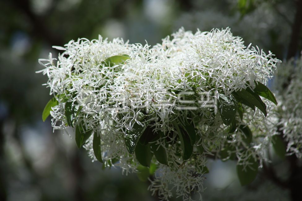 spring,pop tree,Ipop tree flower,flower,chinesefringetree