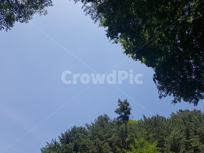 식물,나무,tree,산,초록,하늘아래나무