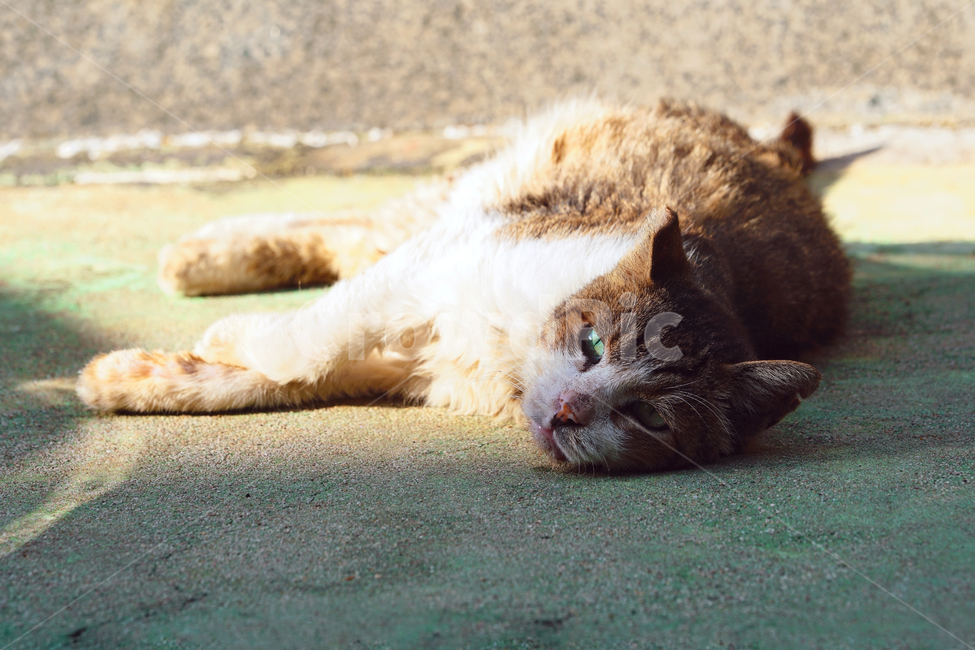 고양이,길고양이,길냥이,야옹이,냐옹이,애완묘,반려묘,애완동물,펫,캣,도둑고양이,야생동물,pet,cat,alleycat,wild,wildlife,동물,animal,포유류,mammal,고양이,cat,kitten,kitty