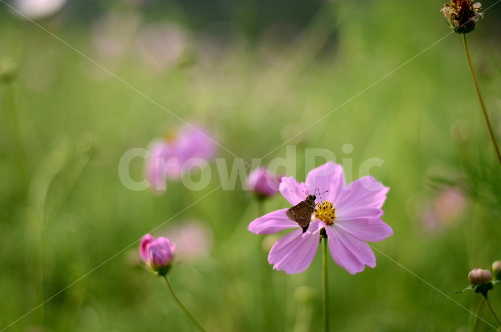 꽃,코스모스,나비,아웃포커스,자연,꽃잎,식물,식물,자연,plants,nature,꽃,flower,동물,animal,곤충,벌레,insect,bug