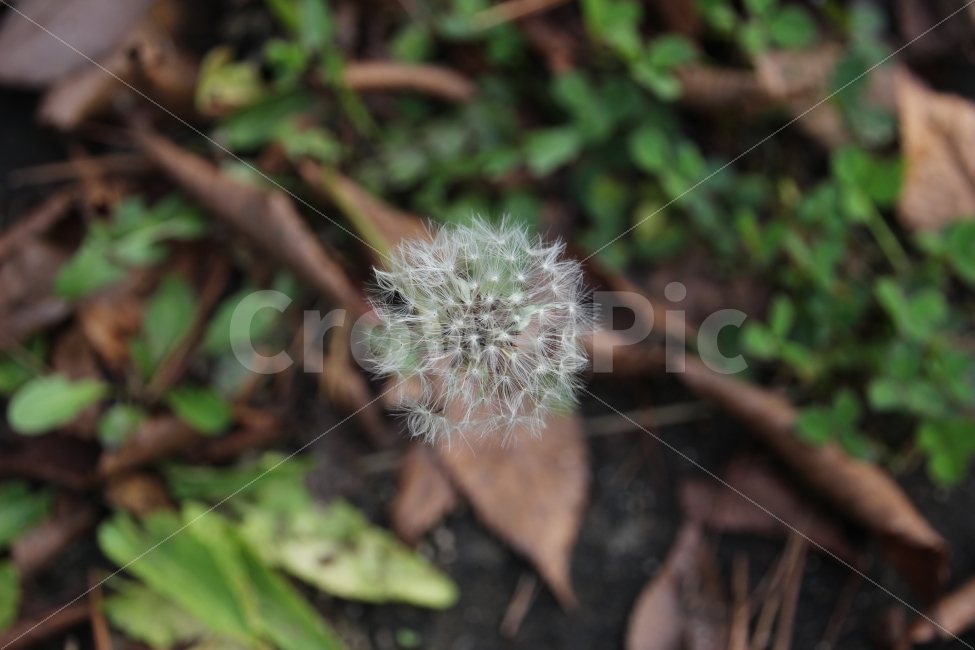 민들레,민들레씨,자연,풀,산책,식물,자연,plants,nature,꽃,flower