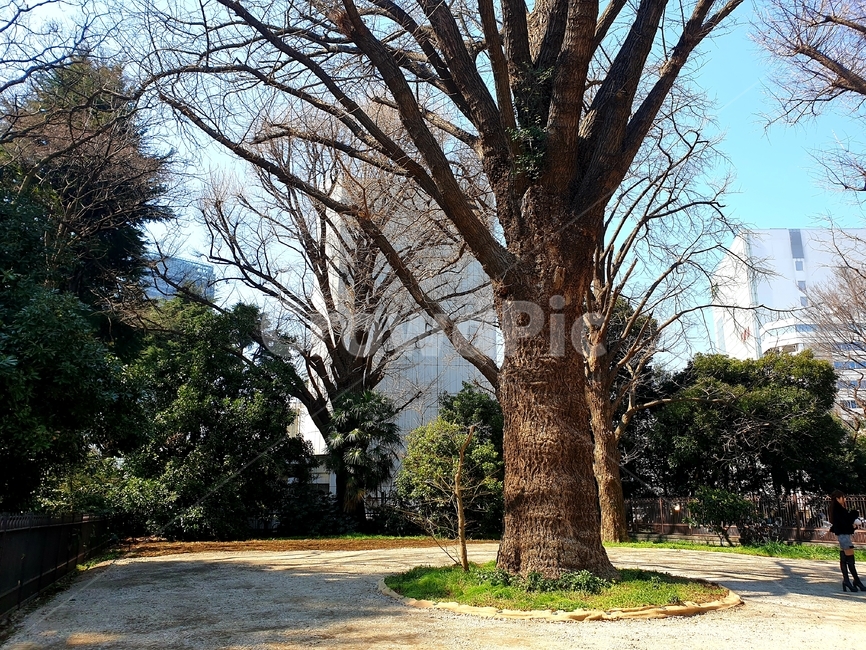 tree,나무,plant,식물,treetrunk,나무줄기,풍경,scenery,경치,낮,오후,afternoon