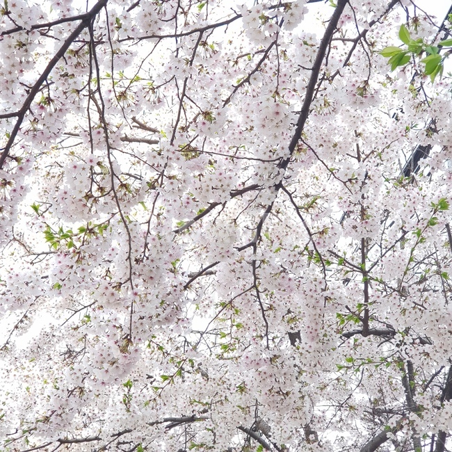 봄,벚꽃,푸름,맑음,꽃