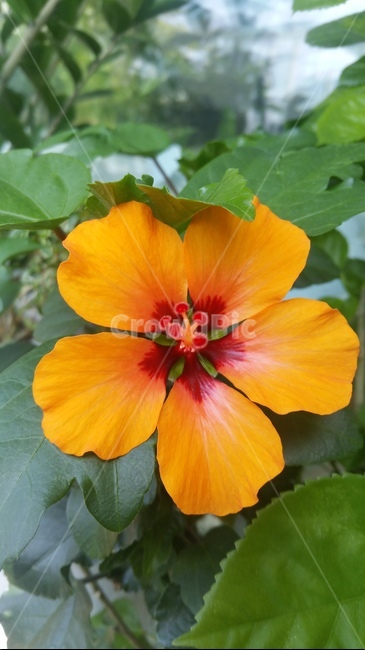 꽃,자연,플라워,색감,개화,flower,분홍,식물,자연,plants,nature,꽃,flower