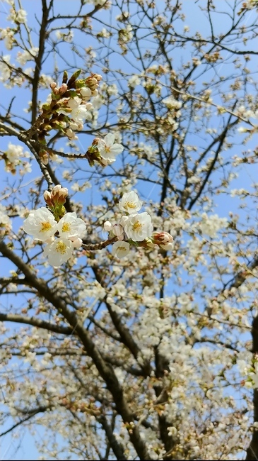 벚꽃,벚나무,봄,꽃,사쿠라,flower,spring,cherryblossom,식물,자연,plants,nature,꽃,flower