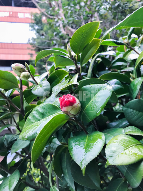 봄,꽃,장미,꽃봉오리,붉은꽃,red,rose,spring,봄,계절,spring,season,식물,자연,plants,nature,꽃,flower,leaf,잎,plant