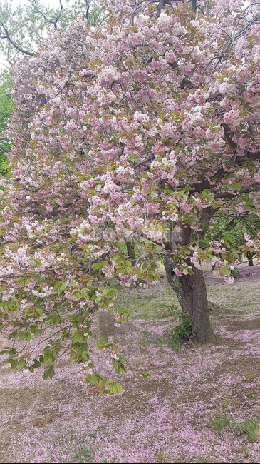 경주,경상북도,벚꽃,봄,감성,감성사진,힐링,산책,여름,계절,summer,잎,tree,healing,heal,forest,sense,pink,분홍,분홍잎,핑크,색,색감,분홍색,핑크색,자연,왕벗꽃,겹벗꽃,겹벚꽃,bulguksa,cherryblossom,bulhuksatemple