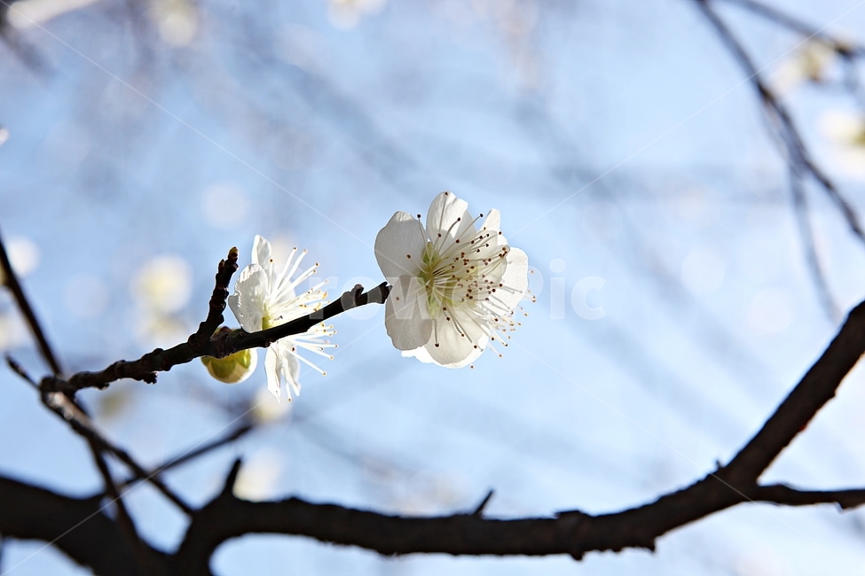 매화곷,매화,꽃,꽃잎,봄꽃,봄,식물,자연,공원,식물,자연,plants,nature,꽃,flower