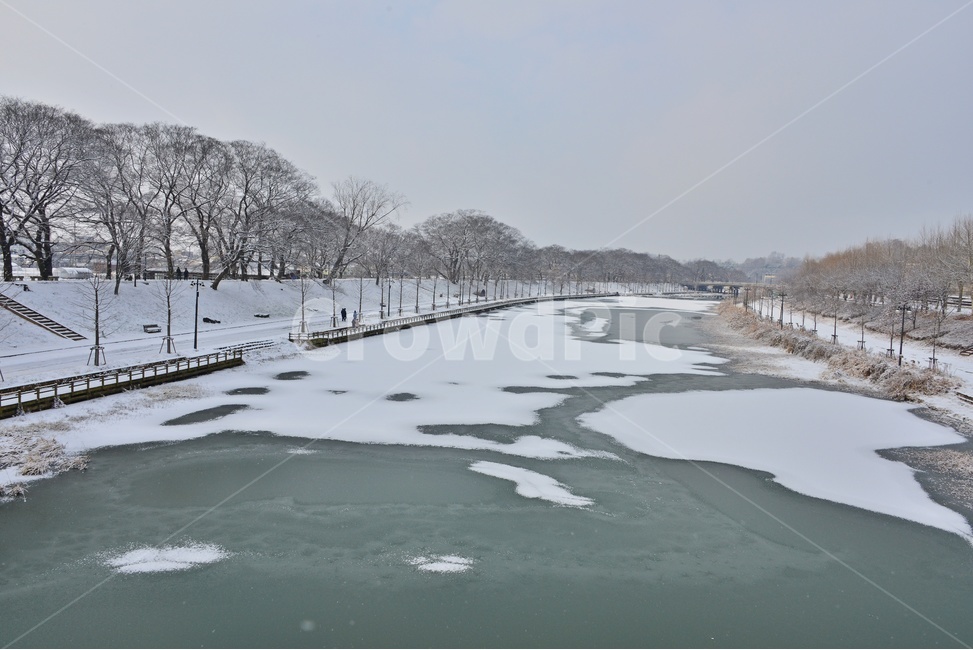plant,식물,tree,나무,winter,겨울,blizzard,눈보라,nature,자연,outdoors,옥외,snow,눈,담양,관방천,관방제림,관방천설경,관방제림설경