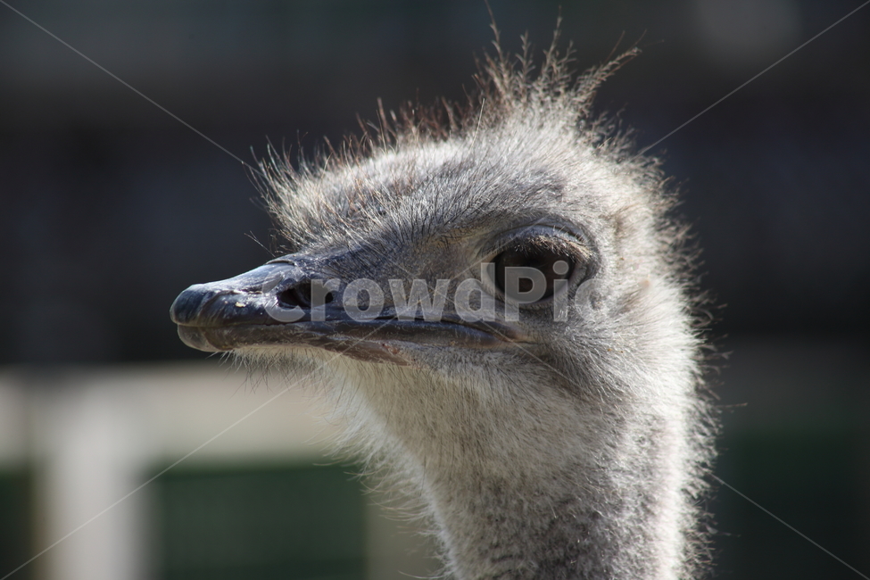 타조,동물,새,animal,ostrich,동물,animal,조류,새,birds