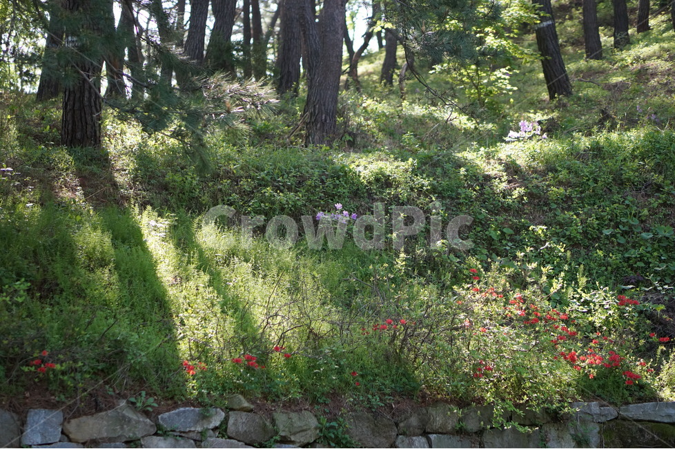 아침,햇빛,따사로움,식물,나무,풀,봄,자연,풍경,nature,landscape,휴식,힐링,rest,relaxation,healing,plant