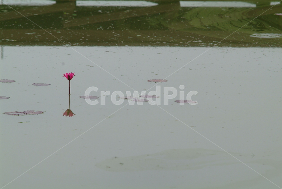 수련,반영,연꽃,관곡지,여름,꽃,수중식물,reflection,식물,자연,plants,nature,꽃,flower