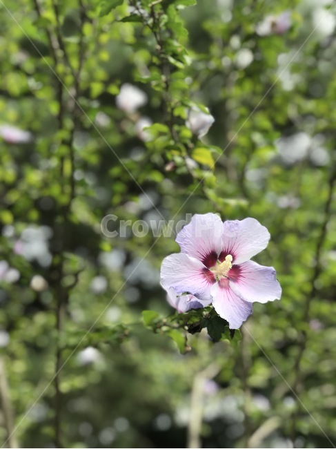 꽃,자연경관,한국,korea,무궁화,우리나라꽃,국화,가을꽃,자연,나라사랑,식물,자연,plants,nature,꽃,flower