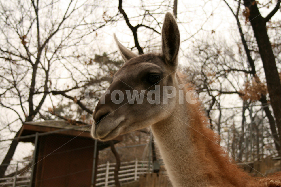 동물,콰나코,동물원,animal,포유류,동물,animal,포유류,mammal