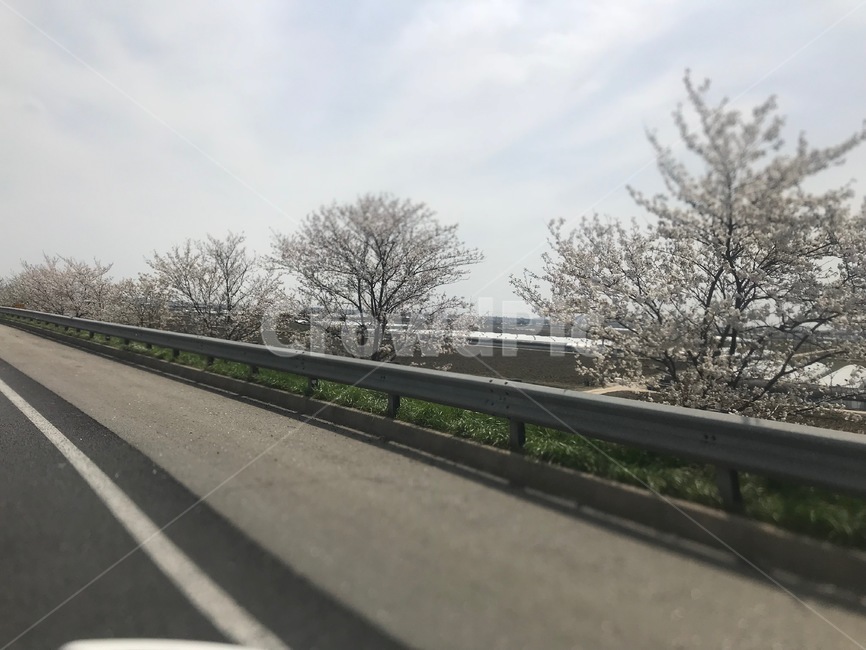 벚꽃,달리는도로옆,봄,풍경,벚꽃나무