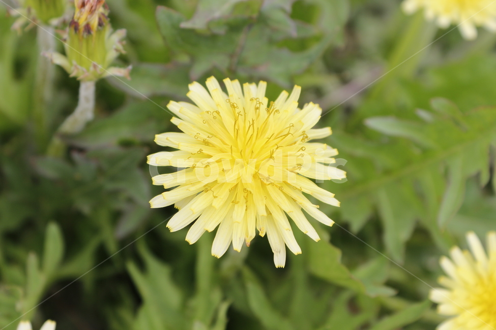 노랑,꽃,노란,yellow,flower