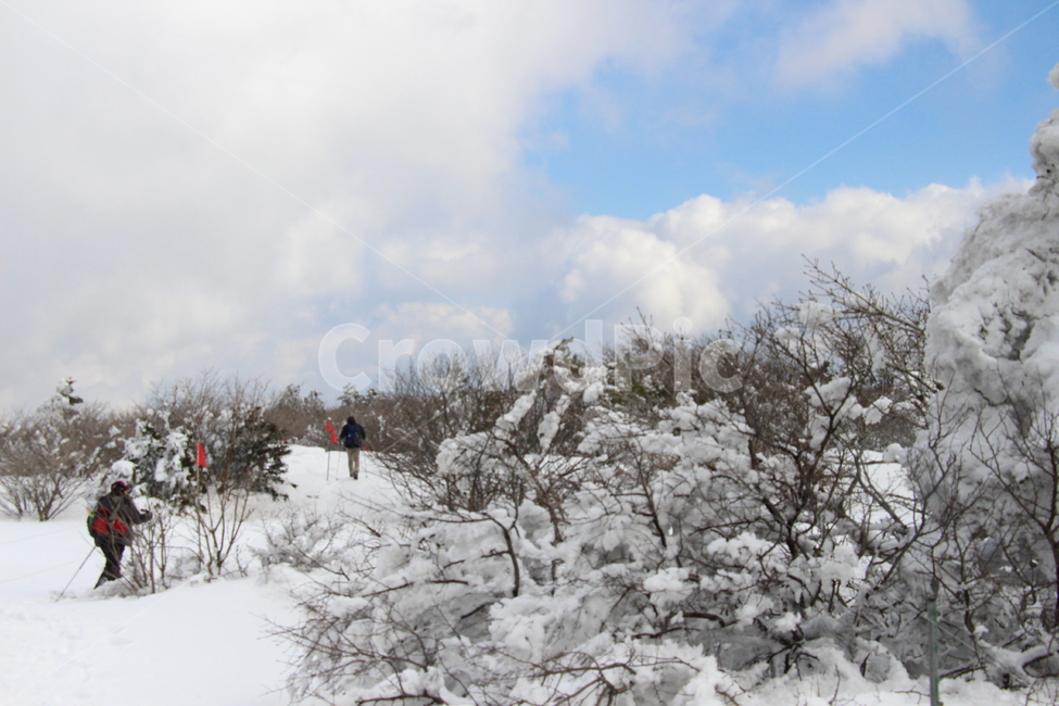 겨울,설산,제주도,나무,눈,트리,한라산,풍경,tree,plant,식물,전나무,fir,크리스마스트리,등산,하늘,자연