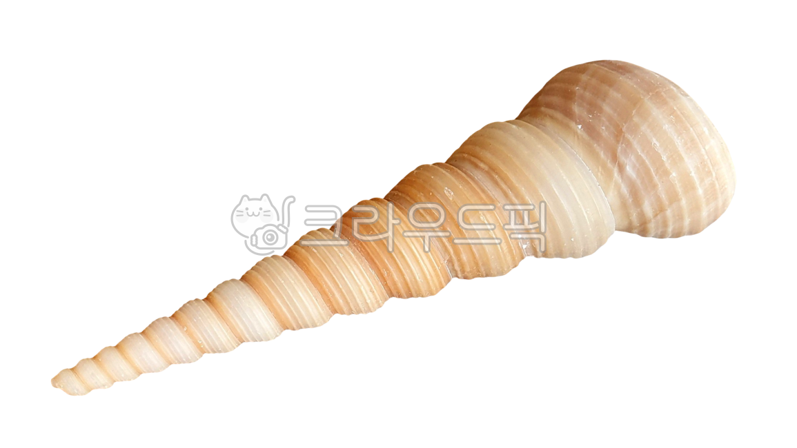 조개,조개누끼,조개png,calm,shell,조개껍질,seashell,해물,조개껍데기,바다,해변,해산물,조개류,해양생물,송곳고둥,고둥