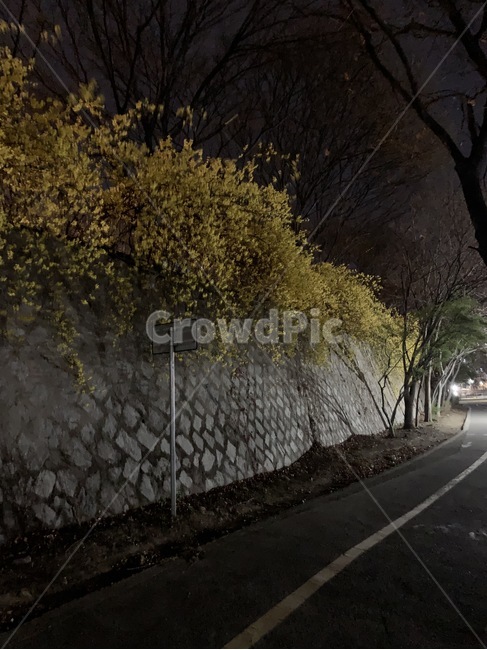 개나리,노란색,봄꽃,산책길풍경,산책길,봄,계절,spring,season,야경,밤,풍경,nightscape,night,landscape,asphalt,아스팔트,road,도로