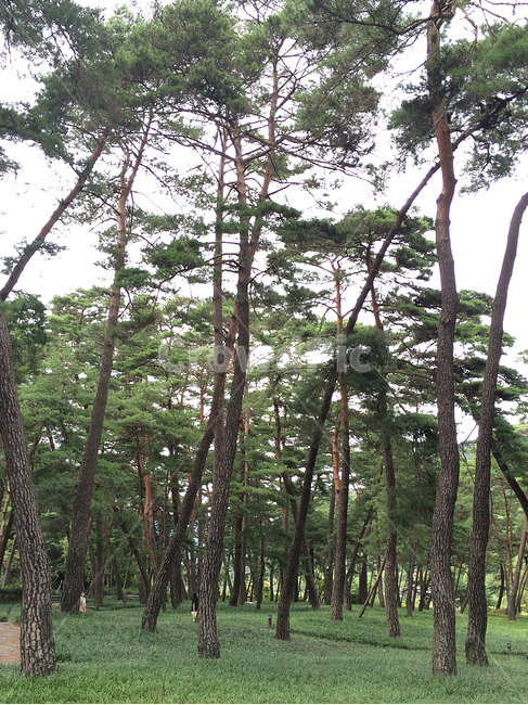 소나무숲,소나무,나무,자연,초록,자연,풍경,nature,landscape,tree,plant,식물,tree trunk,나무 줄기