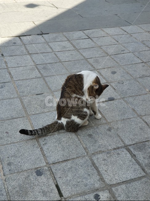 고양이,길고양이,동물,cat,길,동물,animal,포유류,mammal,고양이,cat,kitten,kitty