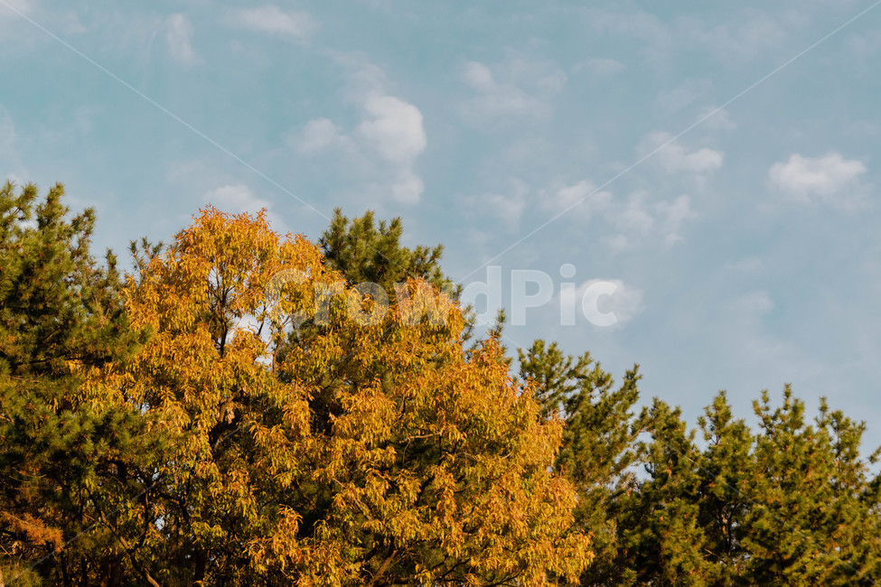 하늘,나무,구름,풍경,가을,가을하늘,자연,감성,가을,계절,fall,autumn,season,자연,풍경,nature,landscape,tree,plant,식물