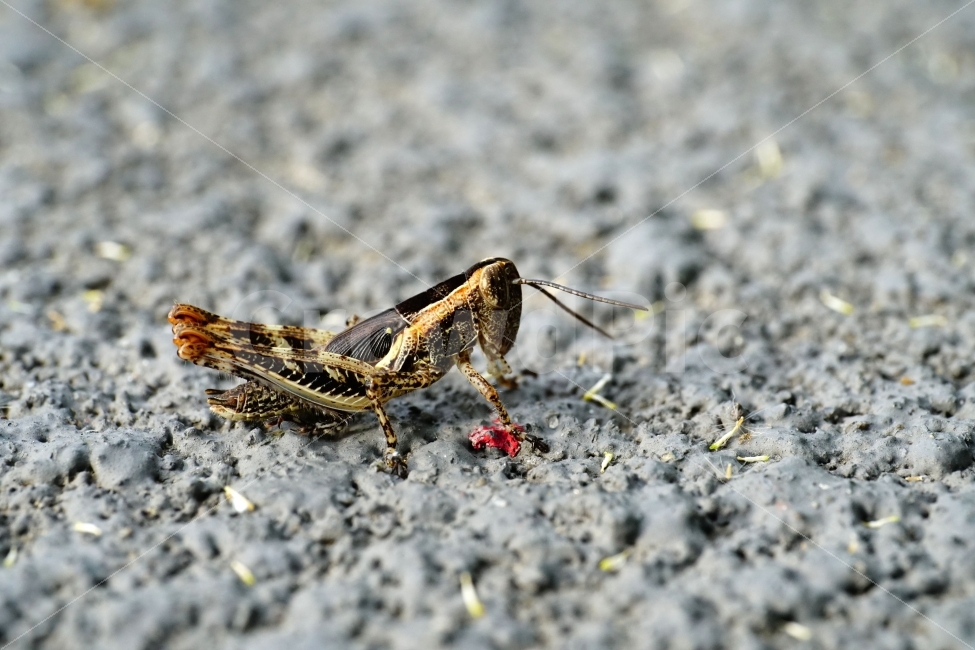 메뚜기,곤충,벌레,자연,동물,animal,insect,bug,nature,아스팔트,도로,땅,여름,grasshopper,locust,접사,macro,근접촬영,생명,환경,생태,생태계,스냅,스냅사진,스넵,스넵사진,snap,snapshot,한국자연,한국의자연,풍경,landscape,동물,animal,곤충,벌레,insect,bug