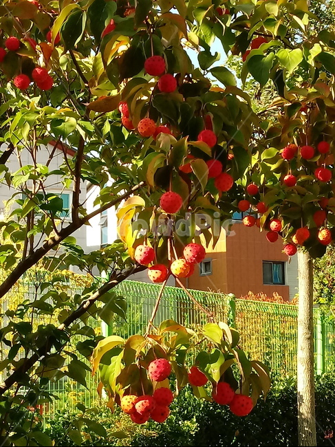 식물,열매,과일,나무,산딸나무,붉은열매,fruit,plant,과일,열매,fruit