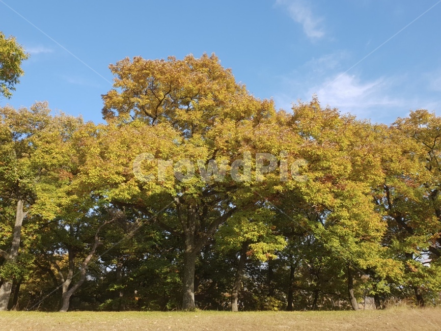 가을,그네,풍경,나무,단풍,가을하늘,하늘,가을,계절,fall,autumn,season,자연,풍경,nature,landscape,tree,plant,식물,tree trunk,나무 줄기