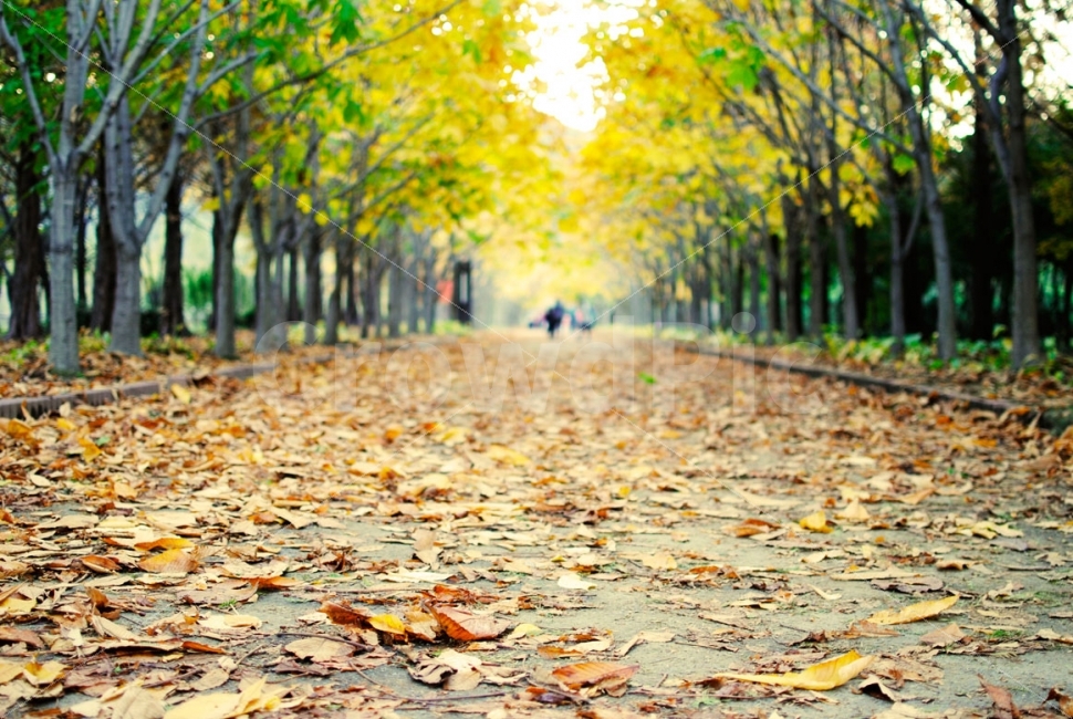 가을,낙엽,단풍,거리,산책,휴식,나무,소풍,여행,자연,autumn,fall,maple,street,walk,tree,picnic,travel,자연,풍경,nature,landscape,가을,계절,fall,autumn,season,outdoors,옥외