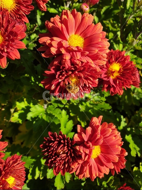 꽃,벌,꽃밭,꿀,bee,honeybee,꿀벌,곤충,빨간색,red,붉은색,plant,식물,식물,자연,plants,nature,꽃,flower,곤충,벌레,insect,bug