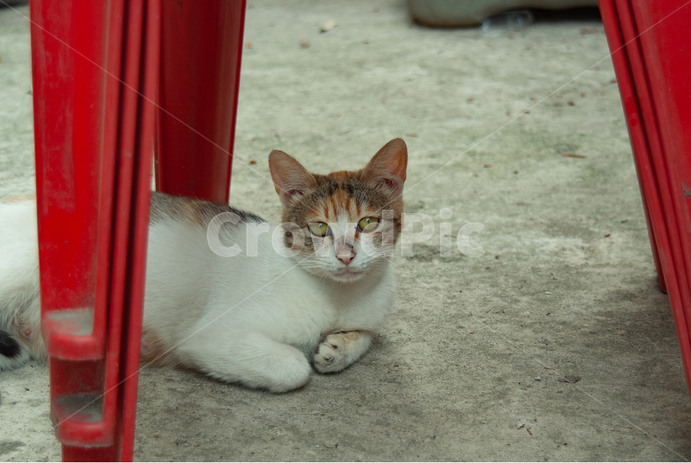 고양이,야옹이,아깽이,길고양이,길냥이,식빵,아련,야생,야생고양이,야생동물,street,animal,cat,kitty,streetcat,동물,animal,포유류,mammal,고양이,cat,kitten,kitty
